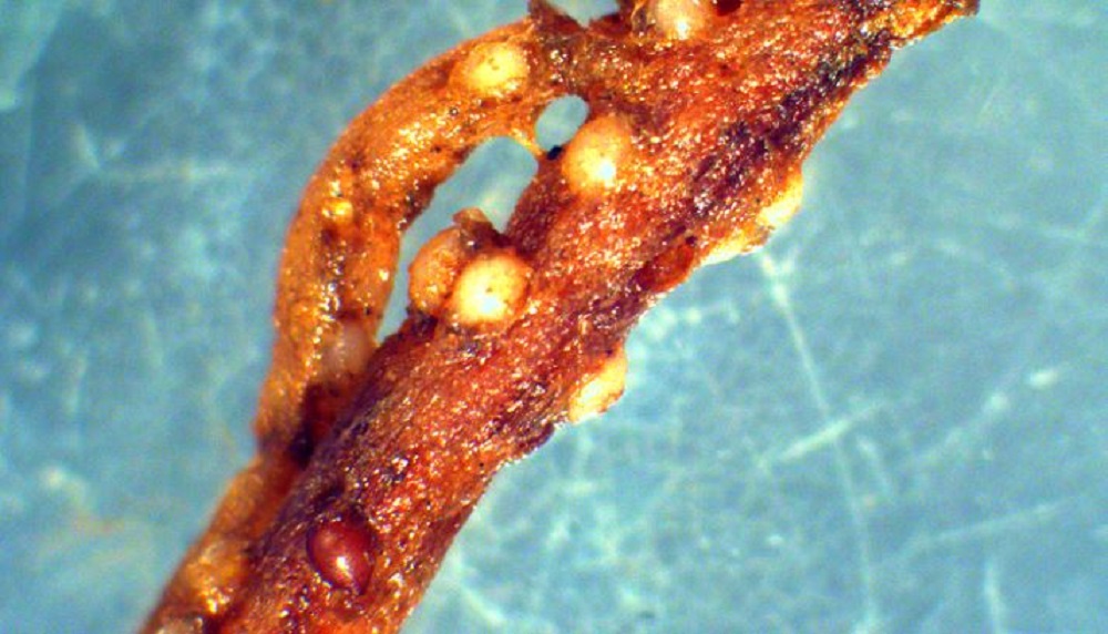 Pea cyst nematode cysts on root